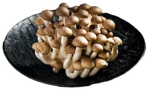 TEA TREE MUSHROOMS