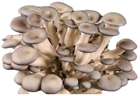 OYSTER MUSHROOMS