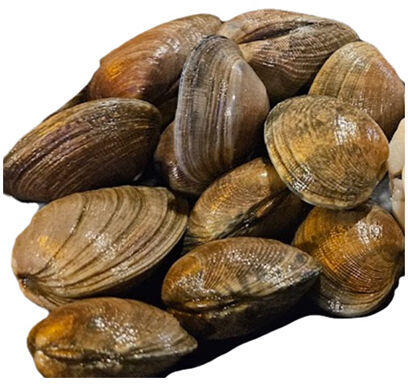 FRESH CLAMS